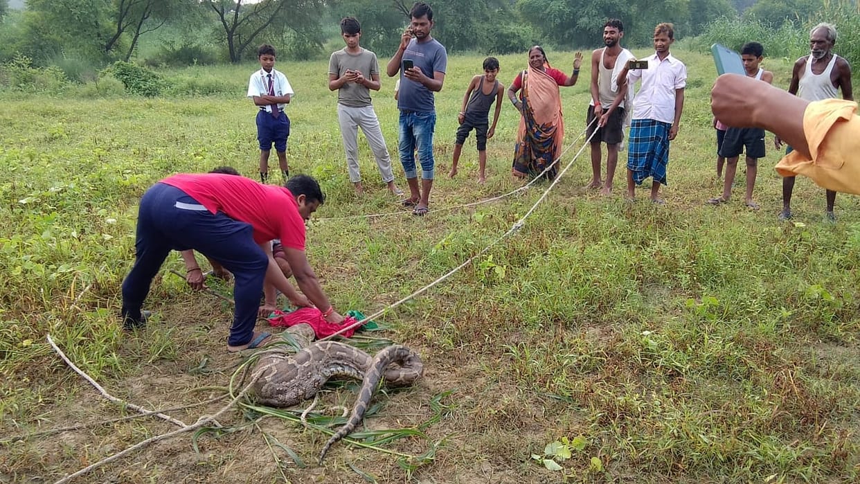 python swallowed Nilgai child in jaunpur Panic among villagers after seeing  sight
