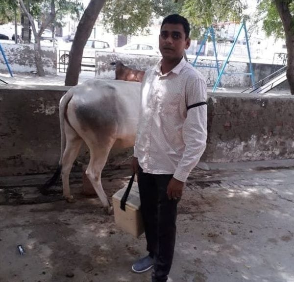 25100 vaccines for lumpy skin disease were found, so far 90 thousand cows have been infected