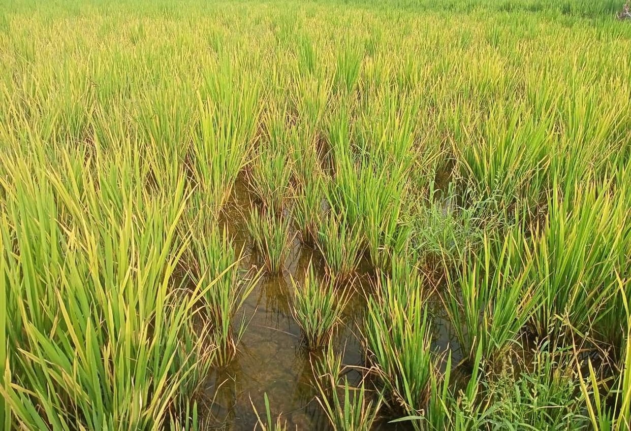 Disease in paddy crop, farmers upset