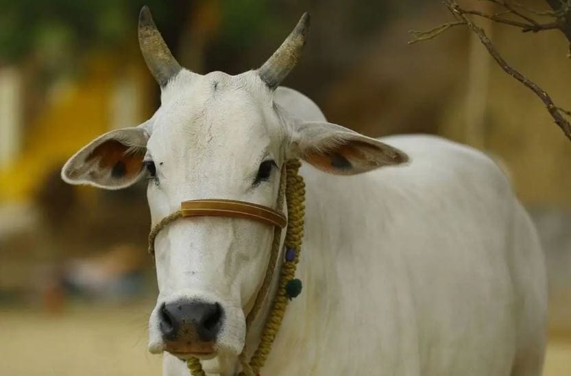 police filed a case in the case of attempt to kill wild animals by beating them in Satna
