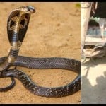 सपेरे ने नागिन को पकड़ा