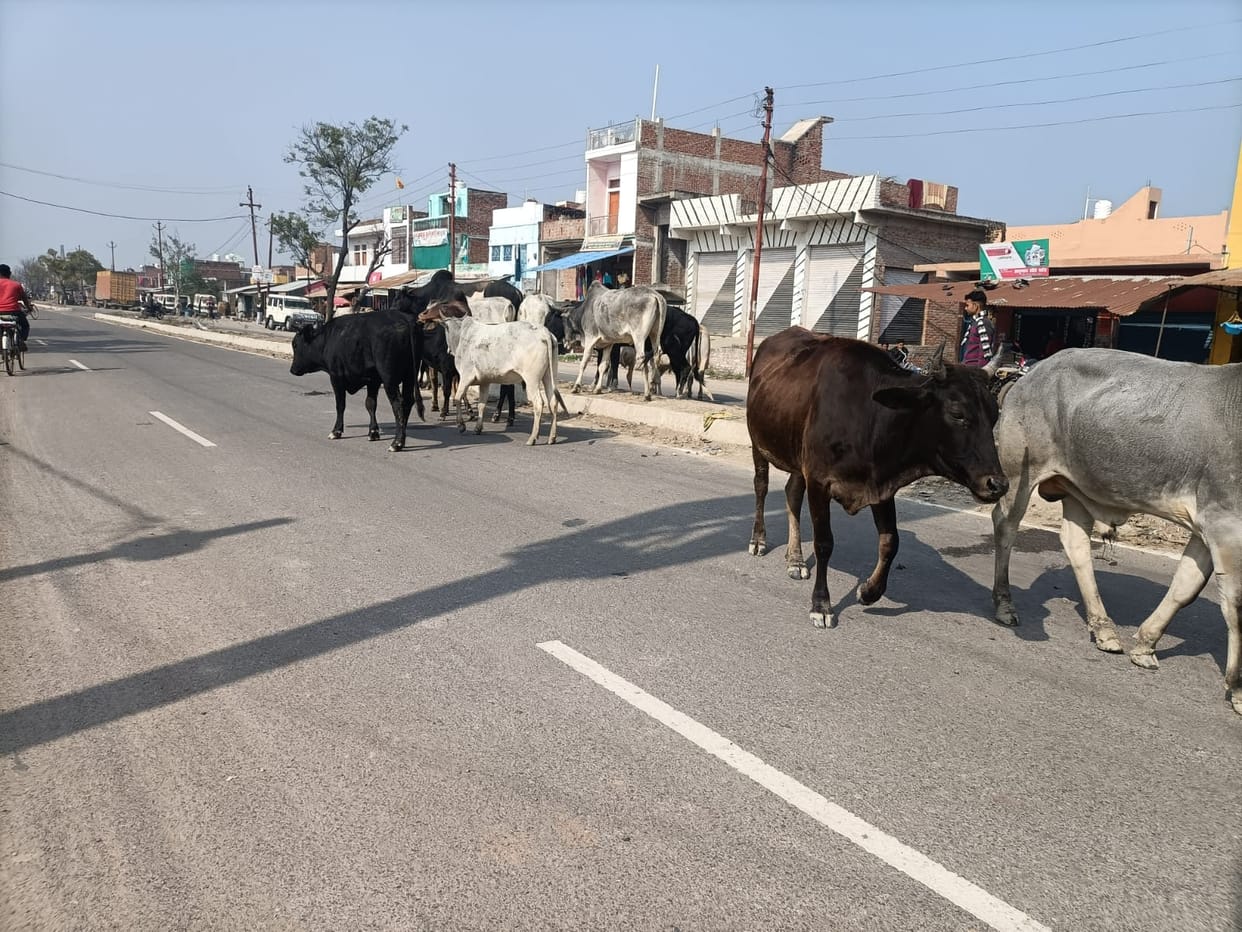 Farmers and passersby troubled by Anna cattle