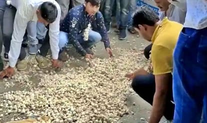 indore farmers protest by throwing garlic on road for not getting fair price