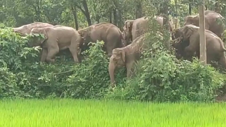 Umaria: Then the violence of elephants increased, causing damage in villages and fields
