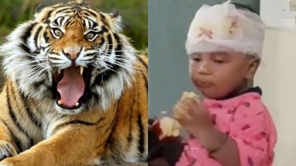 Mother Clashed With Tiger To Save Son in umaria Madhya Pradesh