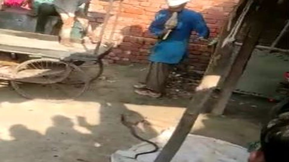 Nagin bites two brothers sleeping in the room in Mainpuri