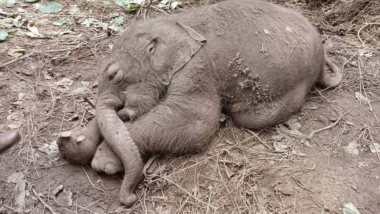 Carcass of a newborn wild elephant found in Kishanpur Sanctuary in Lakhimpur Kheri