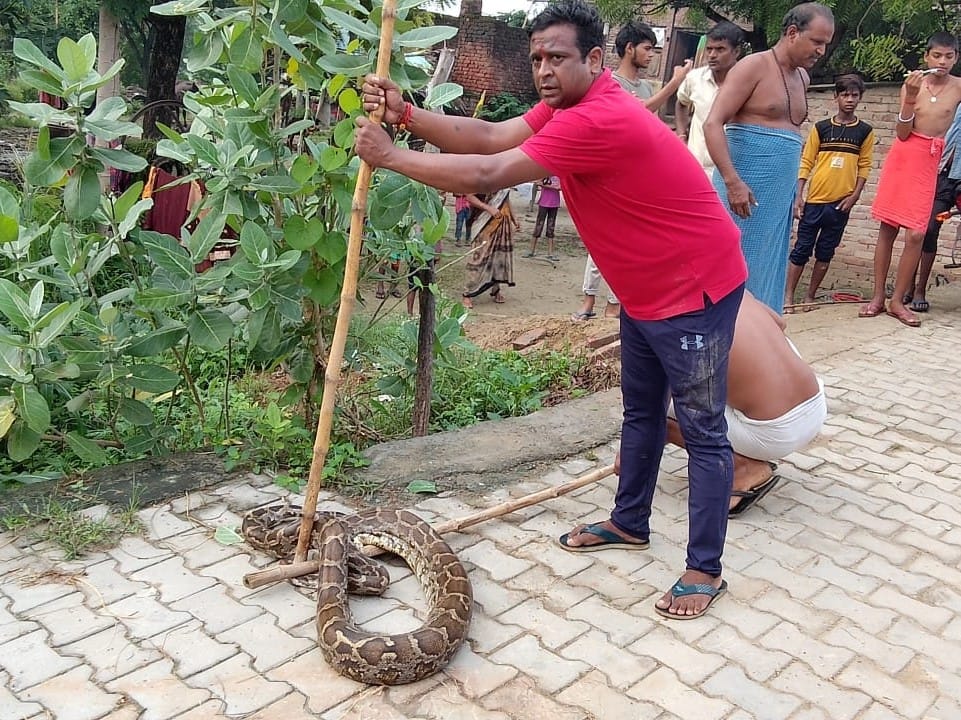 Nilgai's baby saved from python