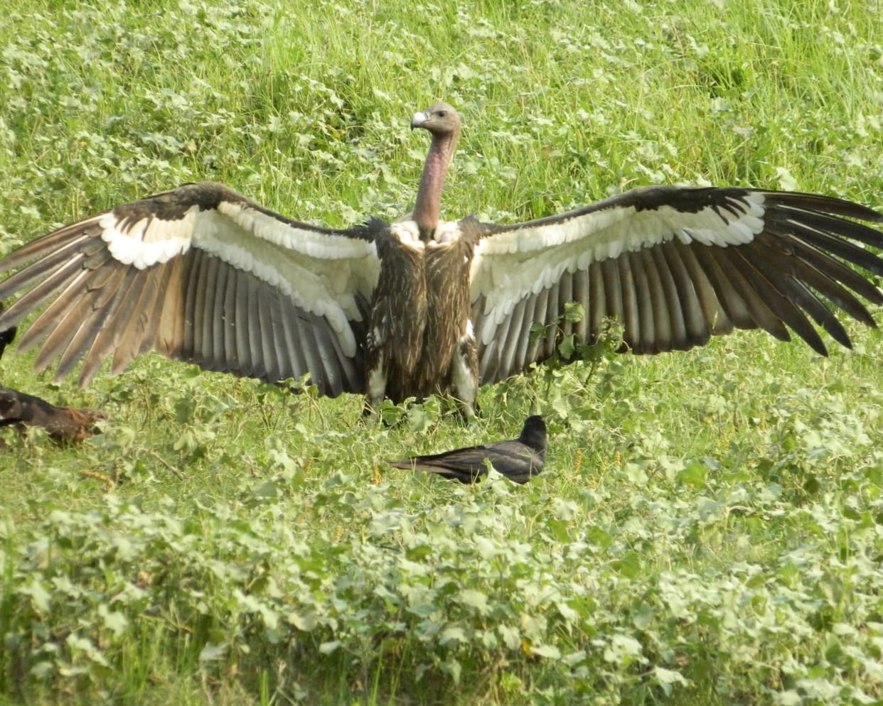 The protection found in the forest has doubled, the family of vultures,count of vultures