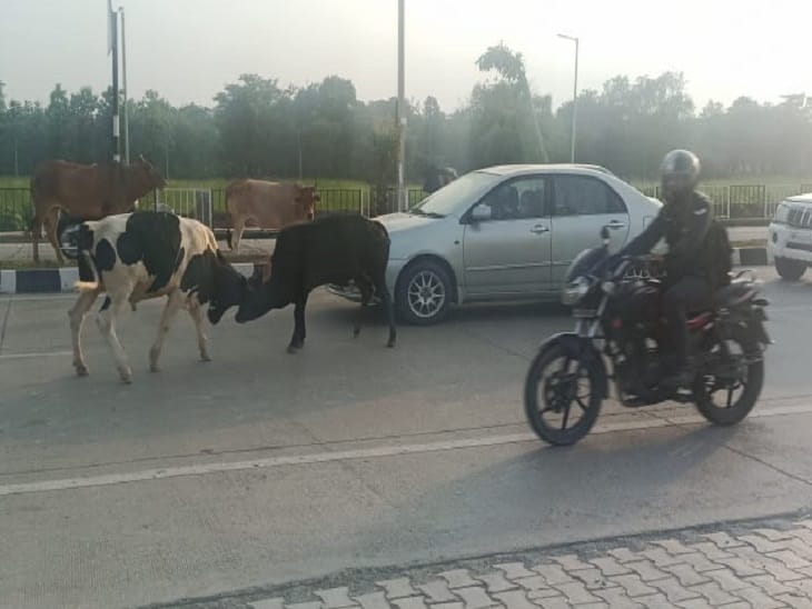 Cow clashes on the highway, many vehicles damaged, Ambala