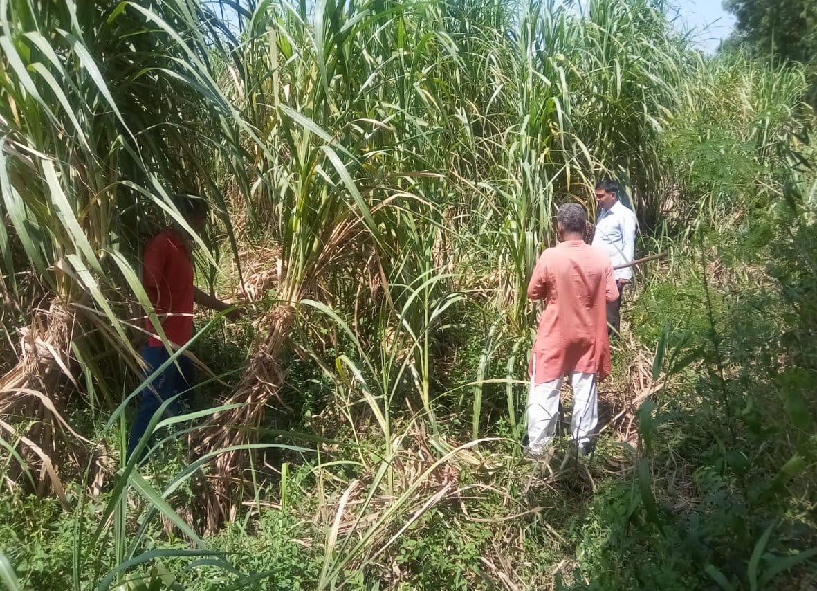Two leopards took away the calf in the forest of Begumabad Garhi