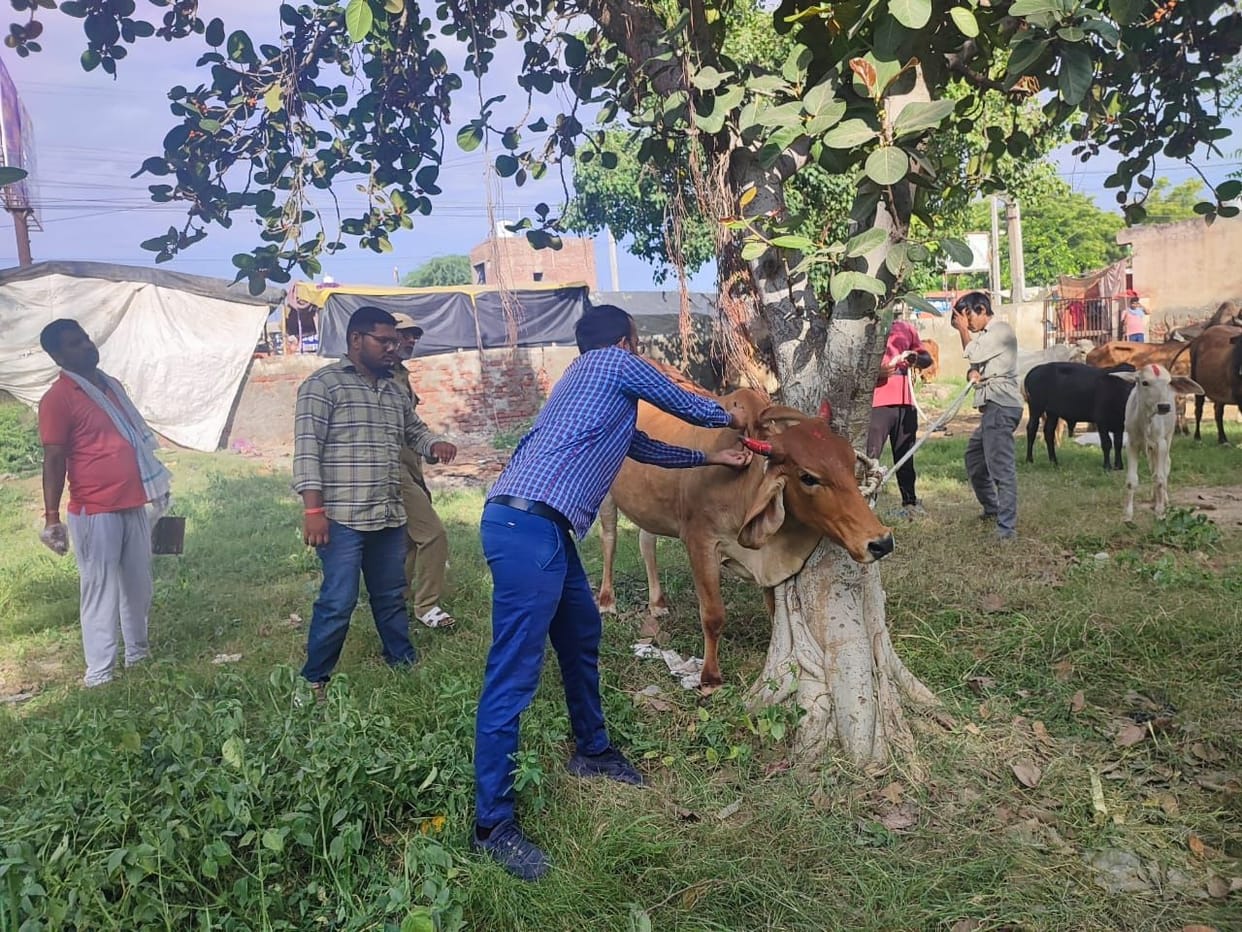Lumpy slowed down, the department vaccinated 1.62 lakh animals