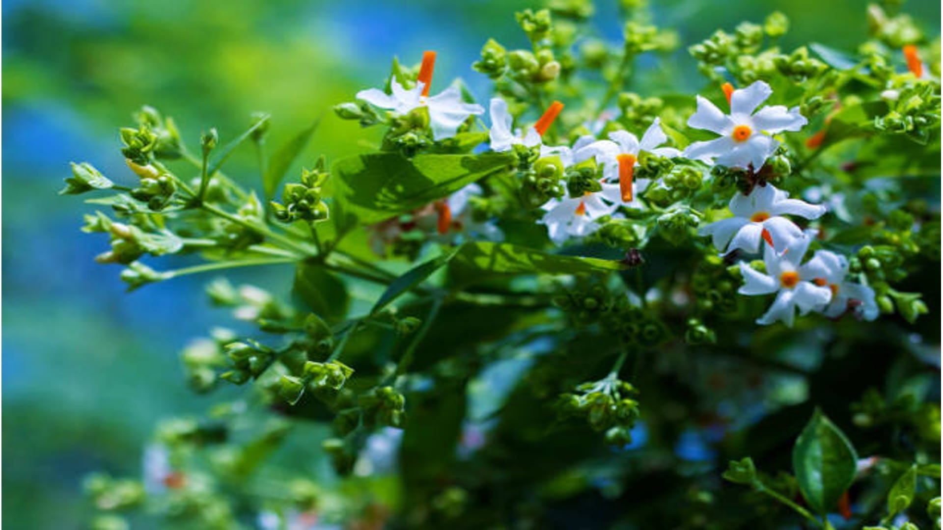Vastu Tips For Parijat Plant or Harsingar may bring goodluck in Hindi