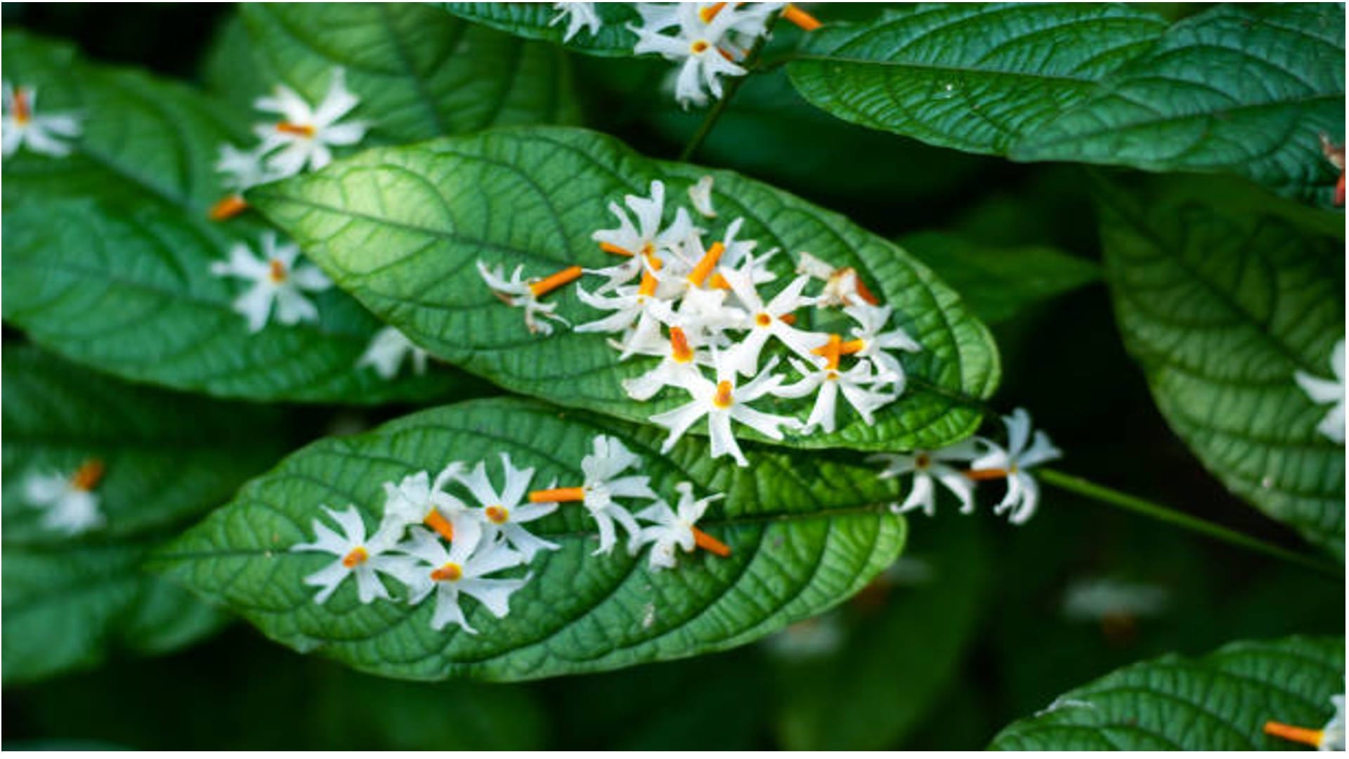 Vastu Tips For Parijat Plant or Harsingar may bring goodluck in Hindi