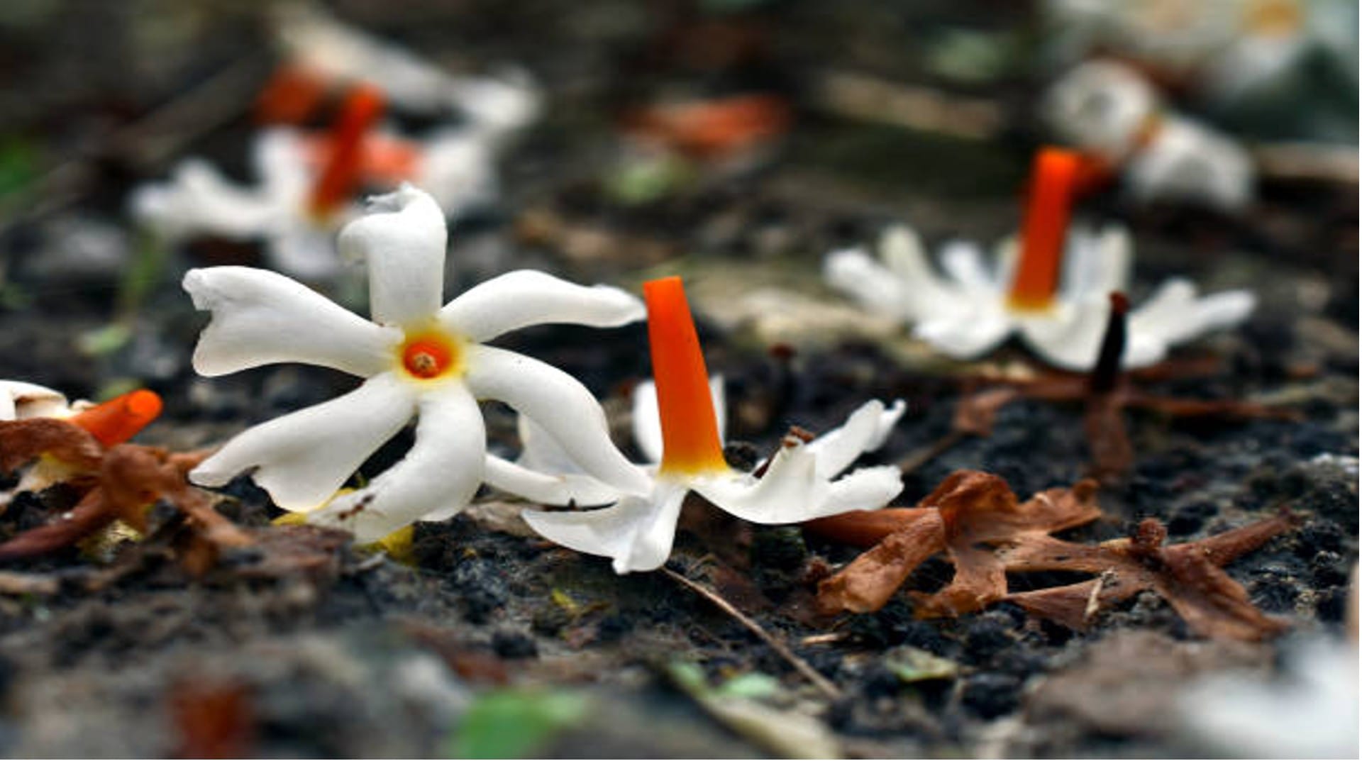 Vastu Tips For Parijat Plant or Harsingar may bring goodluck in Hindi