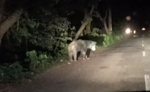 The walk of the bear on the road stopped the wheels of the vehicles