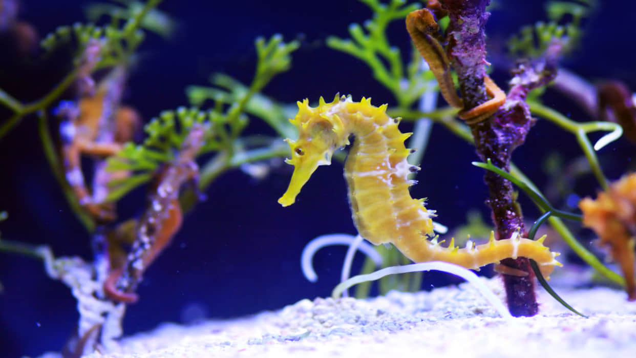 Male Seahorses give Birth to Babies Scientists found in New Research Know More