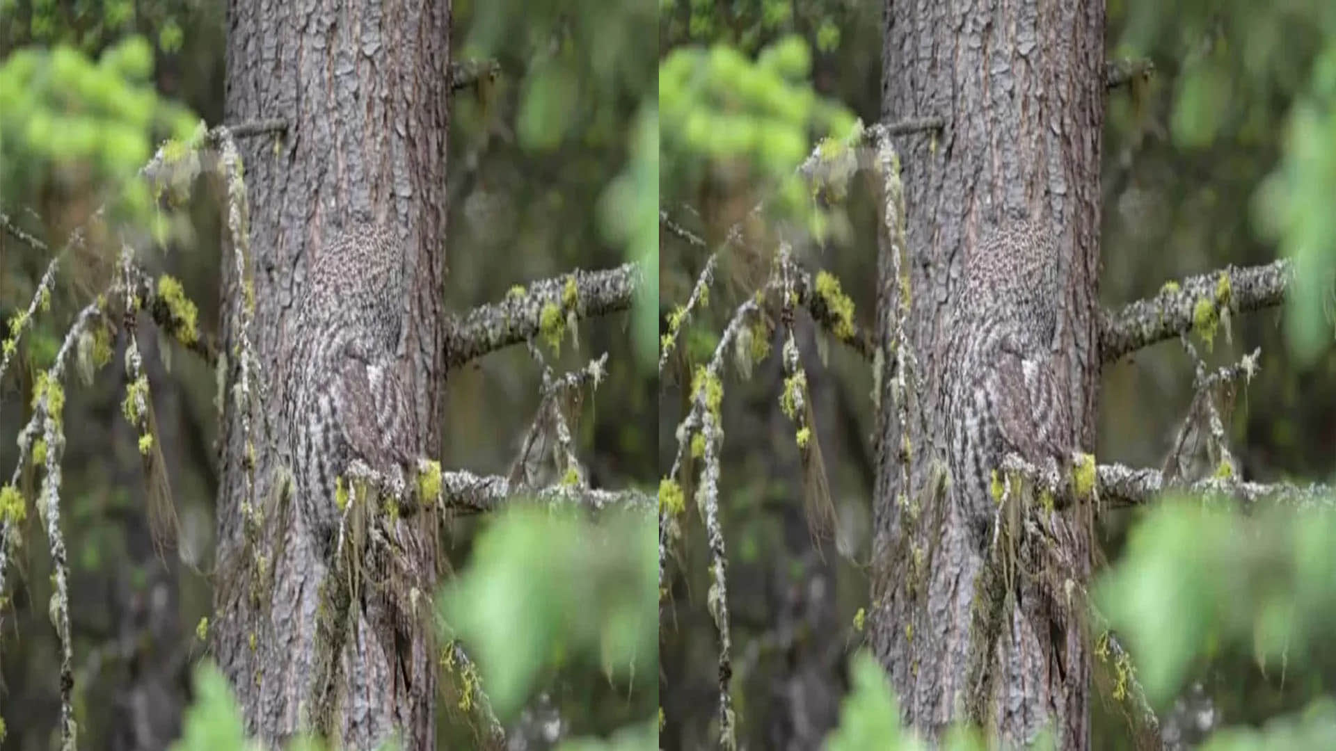 Optical Illusion Pictures With Hidden Photo Find Out Owl in 10 seconds  Check Brain IQ