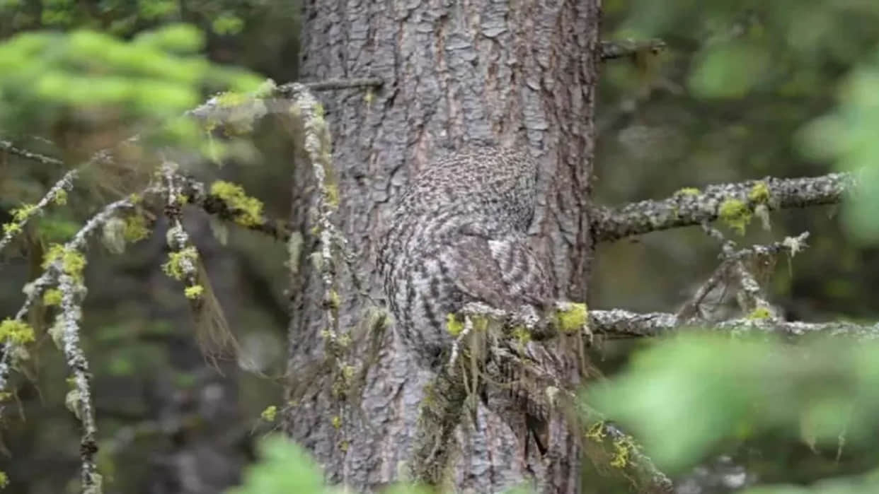 Optical Illusion Pictures With Hidden Photo Find Out Owl in 10 seconds  Check Brain IQ