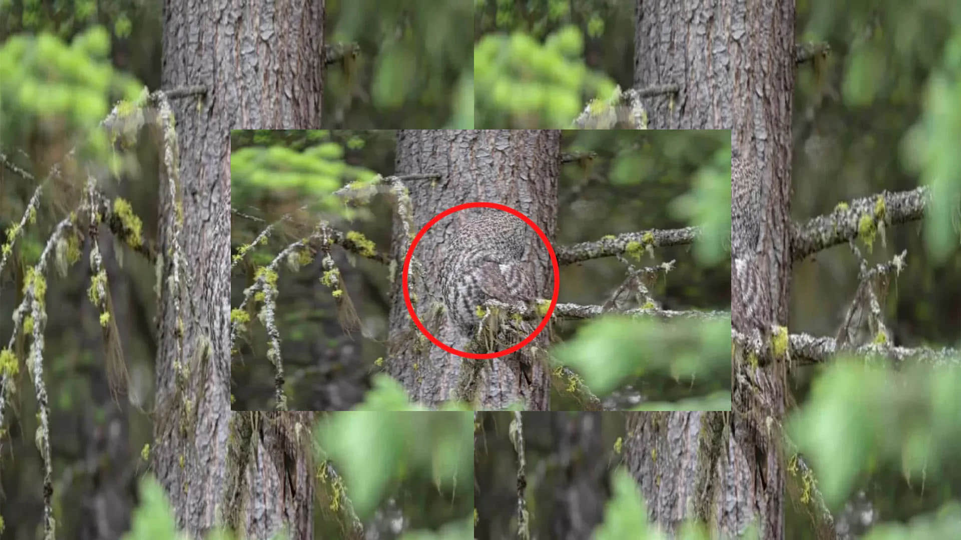 Optical Illusion Pictures With Hidden Photo Find Out Owl in 10 seconds  Check Brain IQ