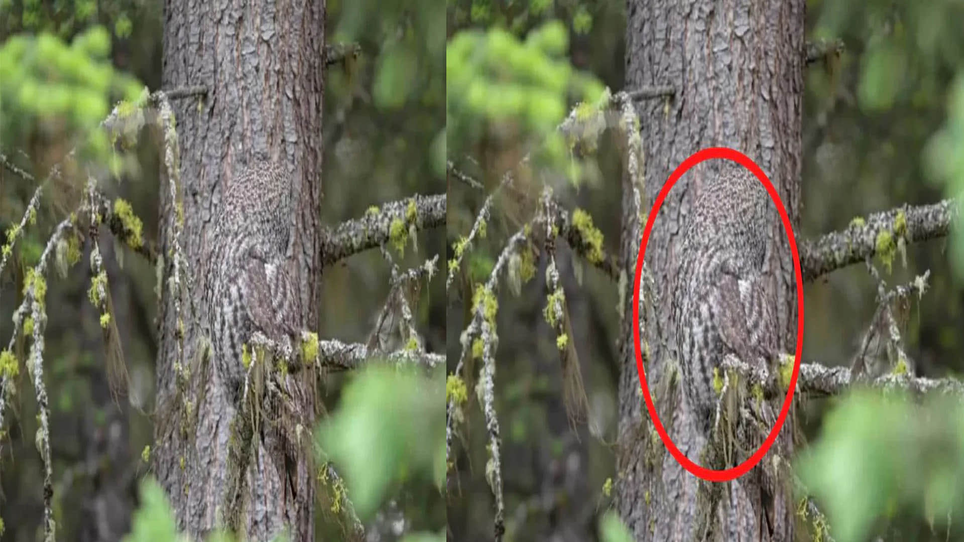 Optical Illusion Pictures With Hidden Photo Find Out Owl in 10 seconds  Check Brain IQ