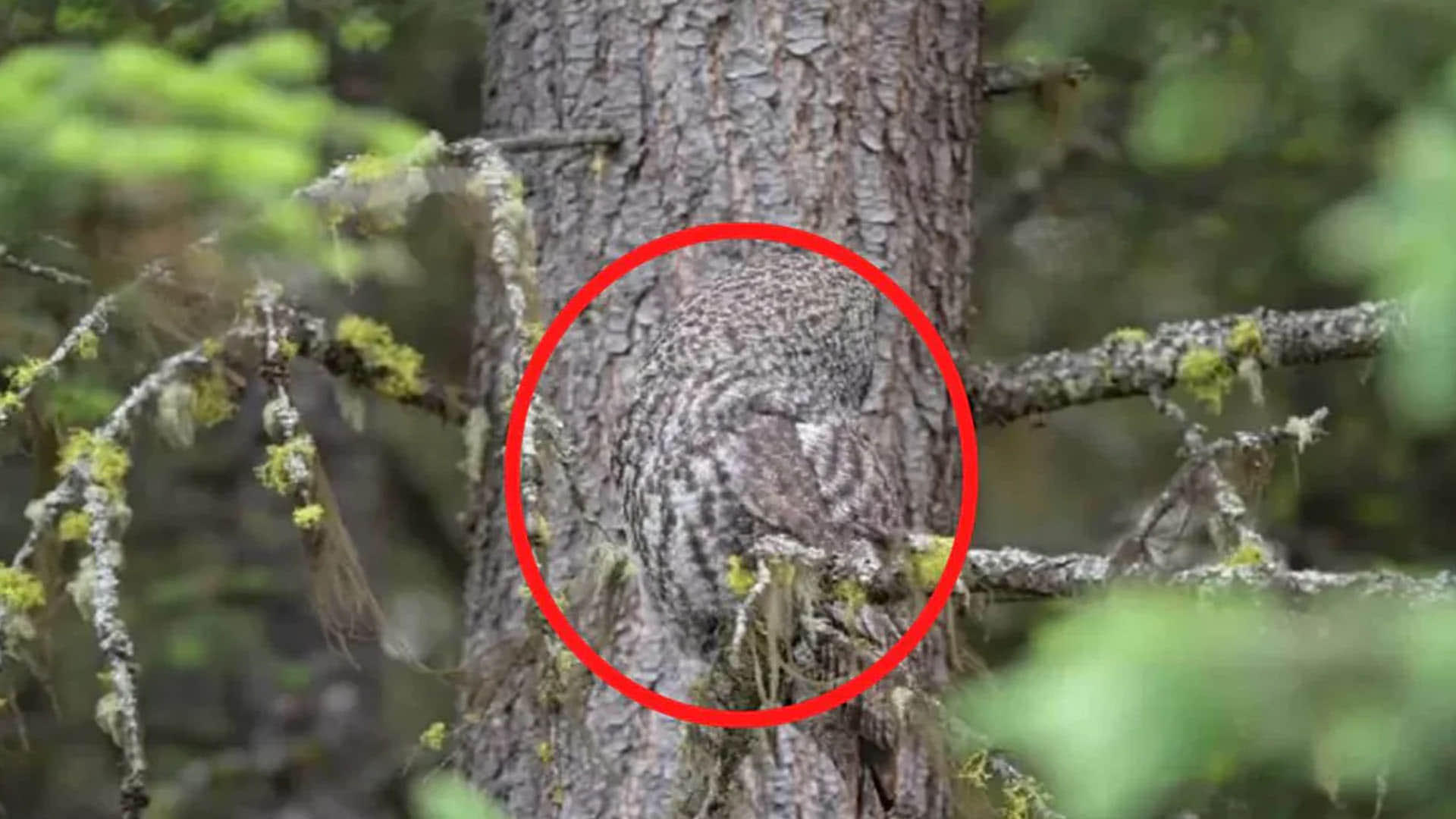Optical Illusion Pictures With Hidden Photo Find Out Owl in 10 seconds  Check Brain IQ