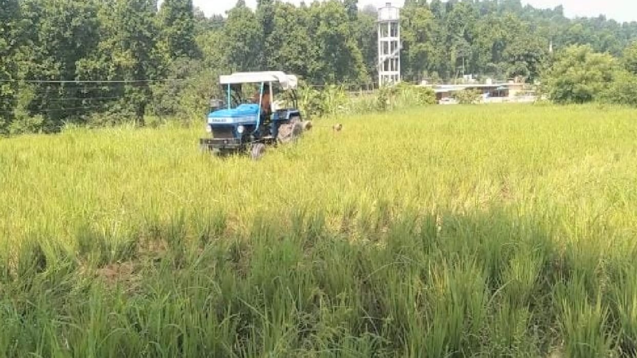 Farmers driven tractor on paddy crop hit by virus in Paonta Sahib