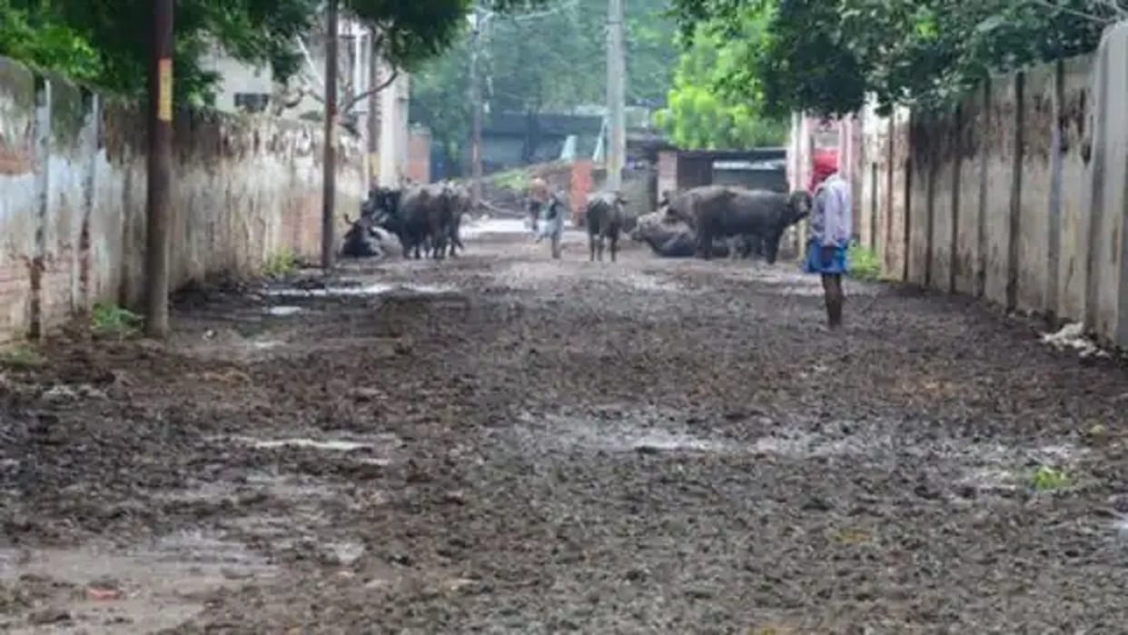 Locality whose name is Dung Gali here is the hail of buffaloes
