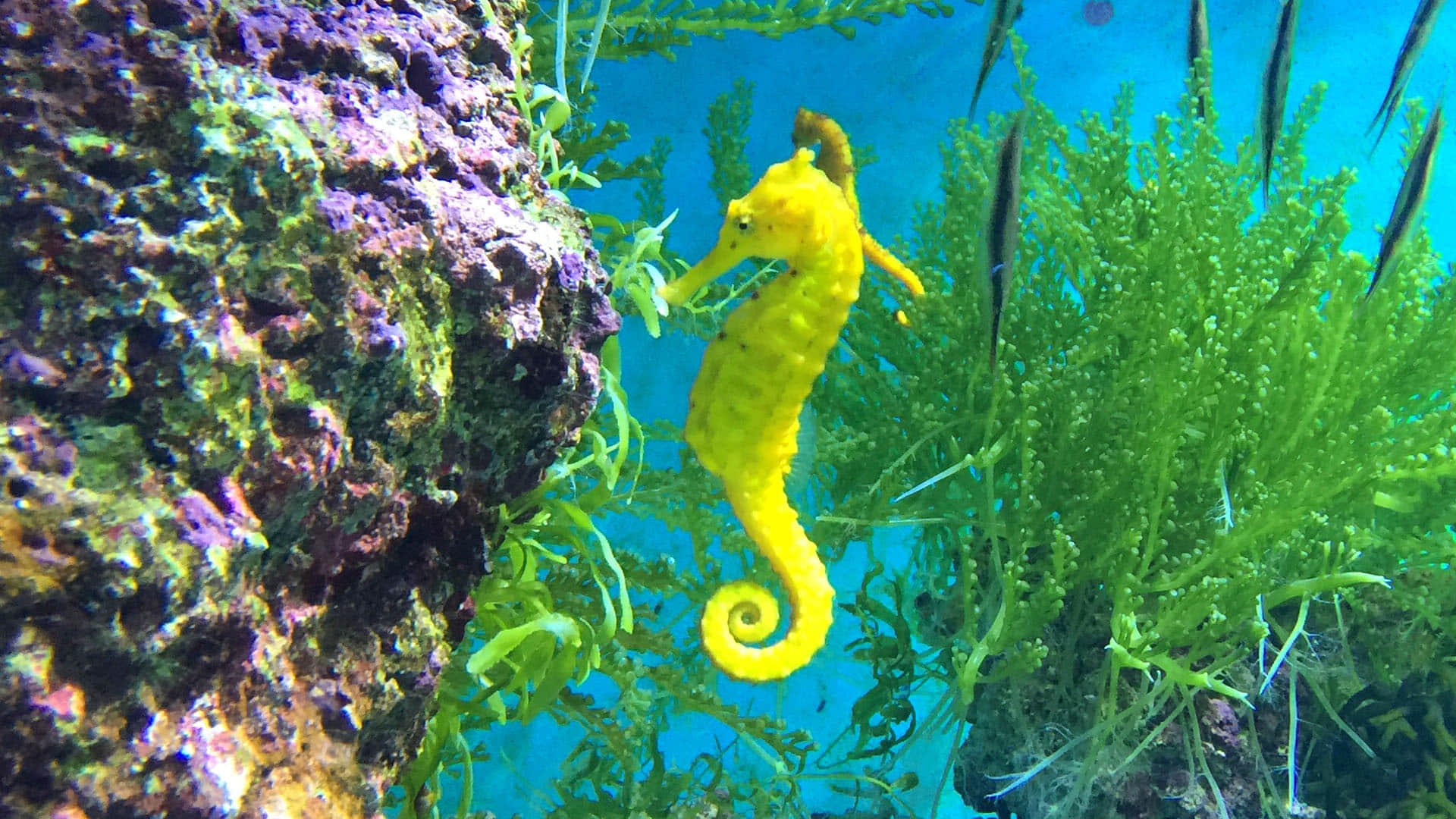 Male Seahorses give Birth to Babies Scientists found in New Research Know More