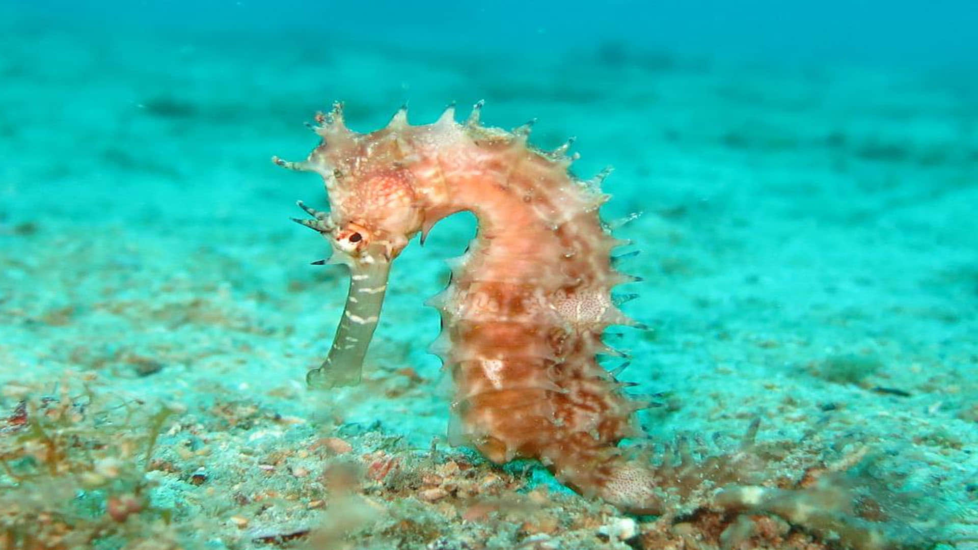 Male Seahorses give Birth to Babies Scientists found in New Research Know More