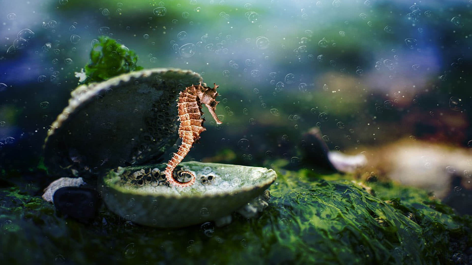 Male Seahorses give Birth to Babies Scientists found in New Research Know More