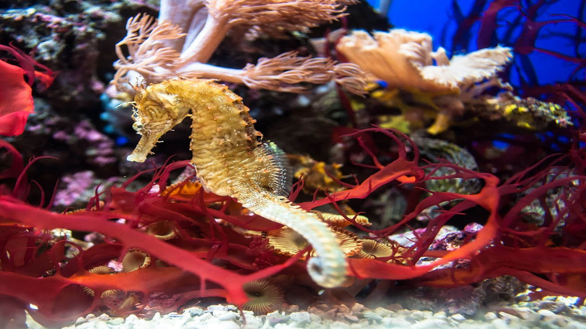 Male Seahorses give Birth to Babies Scientists found in New Research Know More