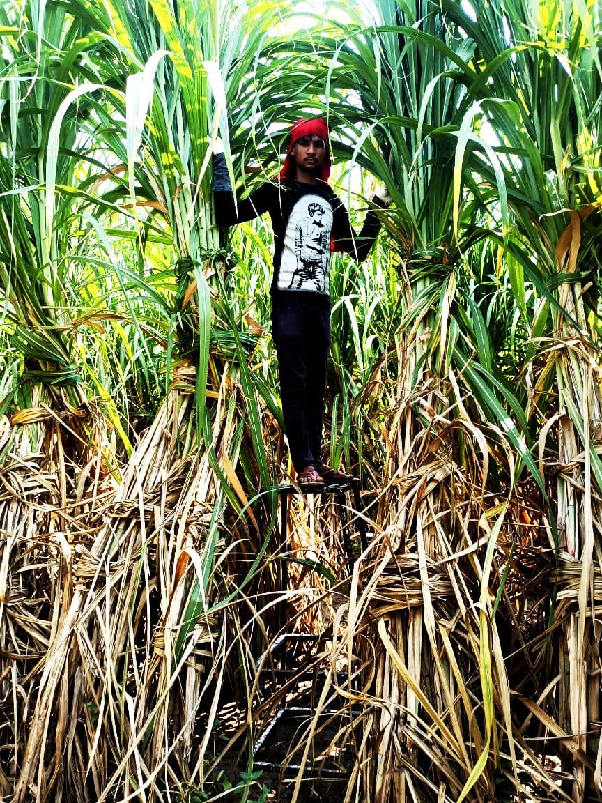 Progressive farmer Kaushal grew 15 feet tall sugarcane