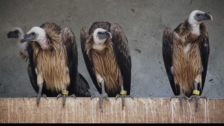 Jharkhand Vulture Restaurant Setup In Koderma Where Diclofenec Free ...