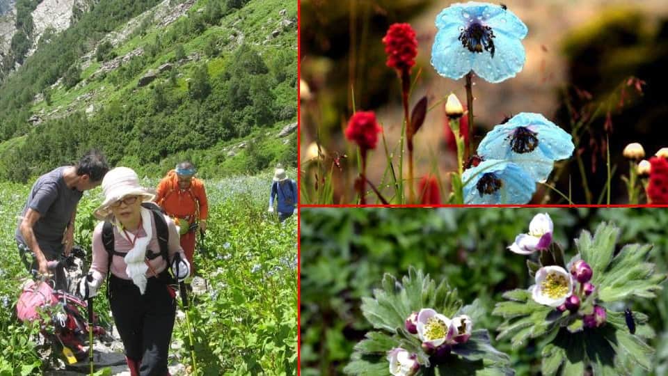 Uttarakhand News: Valley of Flowers will close on 31 october and record 20 tourist visited this year