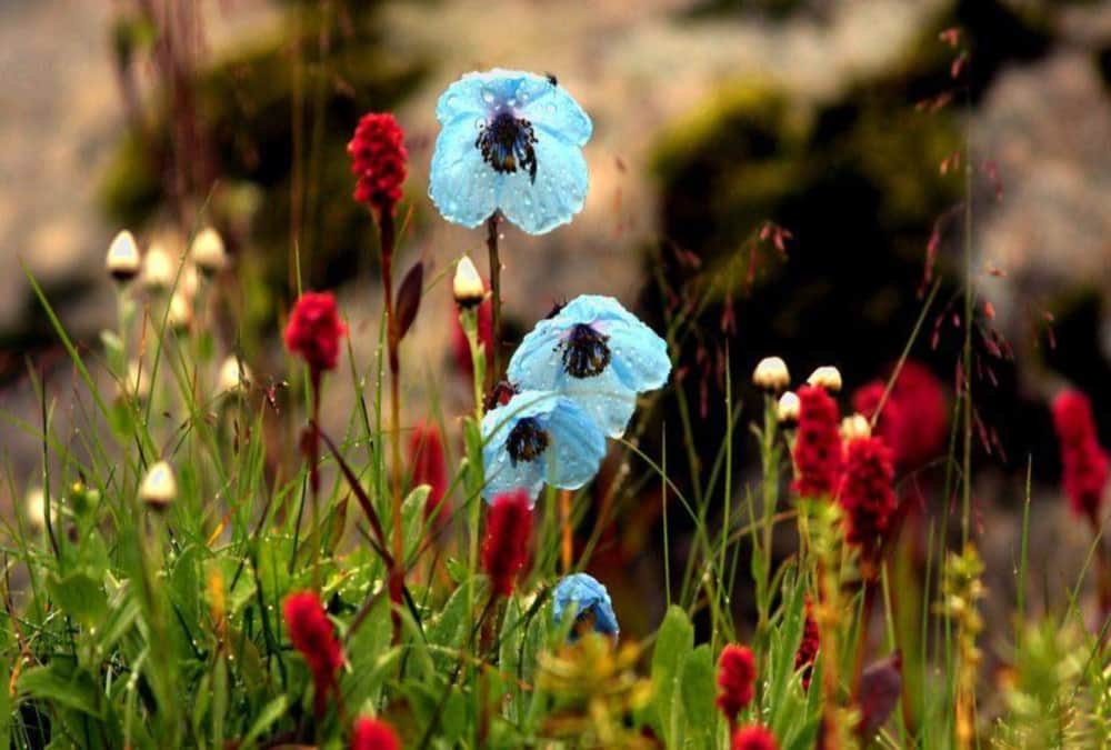 Uttarakhand News: Valley of Flowers will close on 31 october and record 20 tourist visited this year