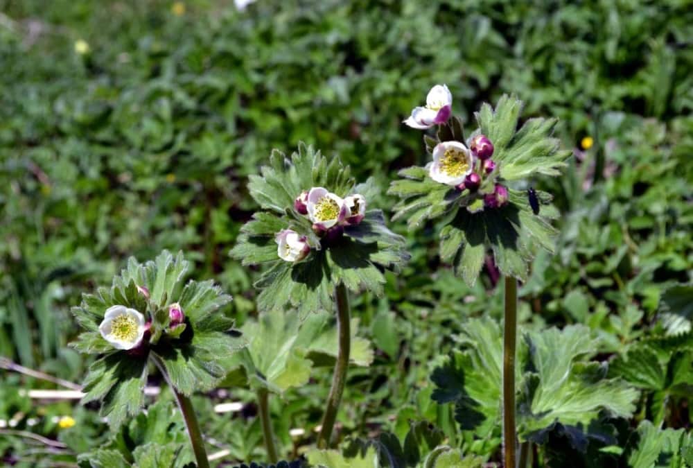 Uttarakhand News: Flowers Bloom in Valley of Flowers after cut Golden fern See Amazing Photos
