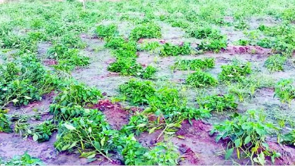 ruined the farmer's five bigha chilli crop in Firozabad