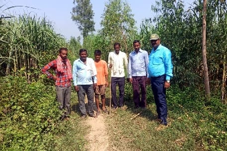 The tiger sitting in the sugarcane field hunted the cow