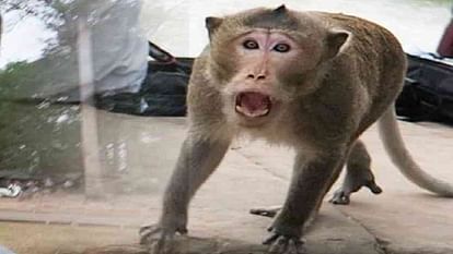 Monkey bit two children going to school panic in village at Gorakhpur