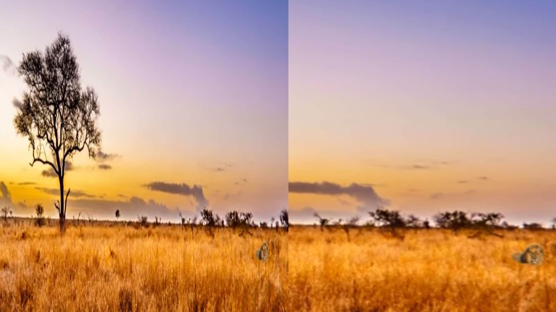 Viral Optical Illusion: Find Out Hidden Lion from the Picture Check Your Brain IQ Personality