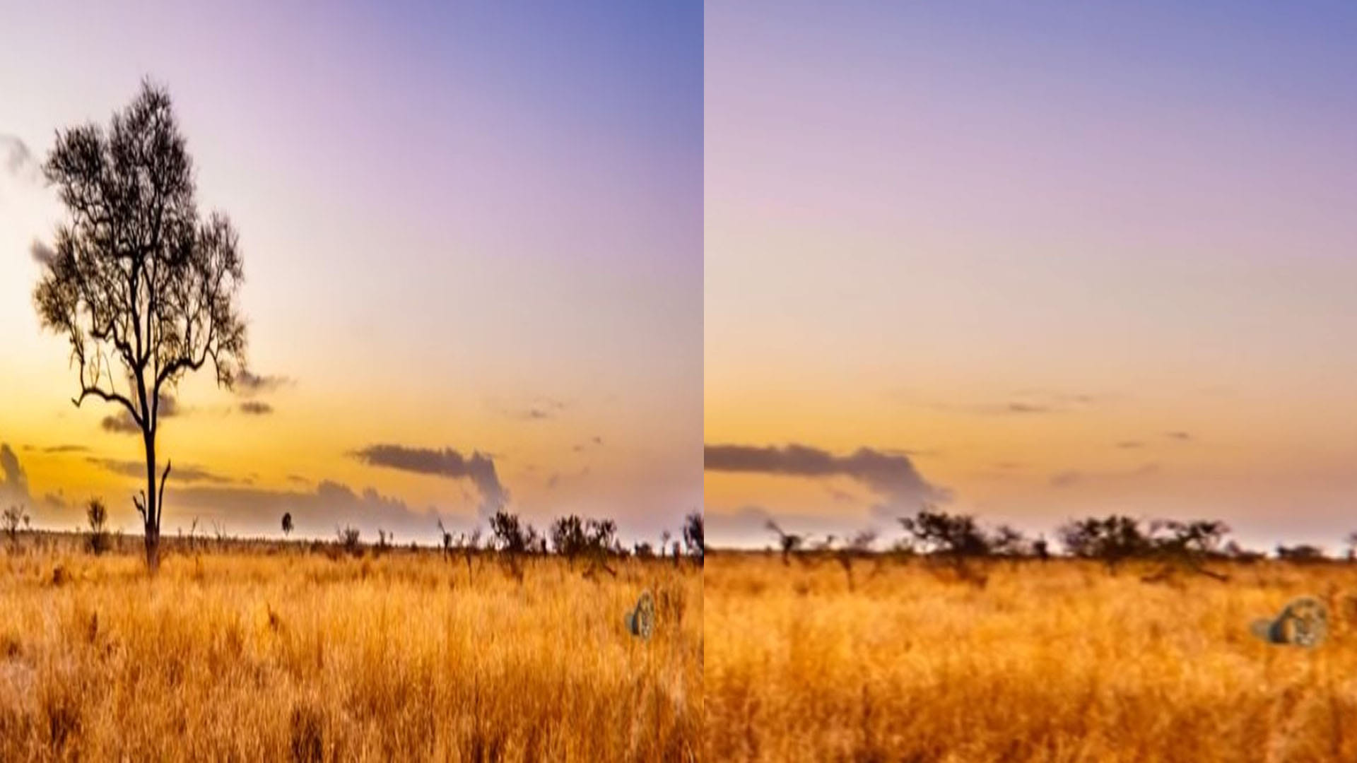 Viral Optical Illusion: Find Out Hidden Lion from the Picture Check Your Brain IQ Personality