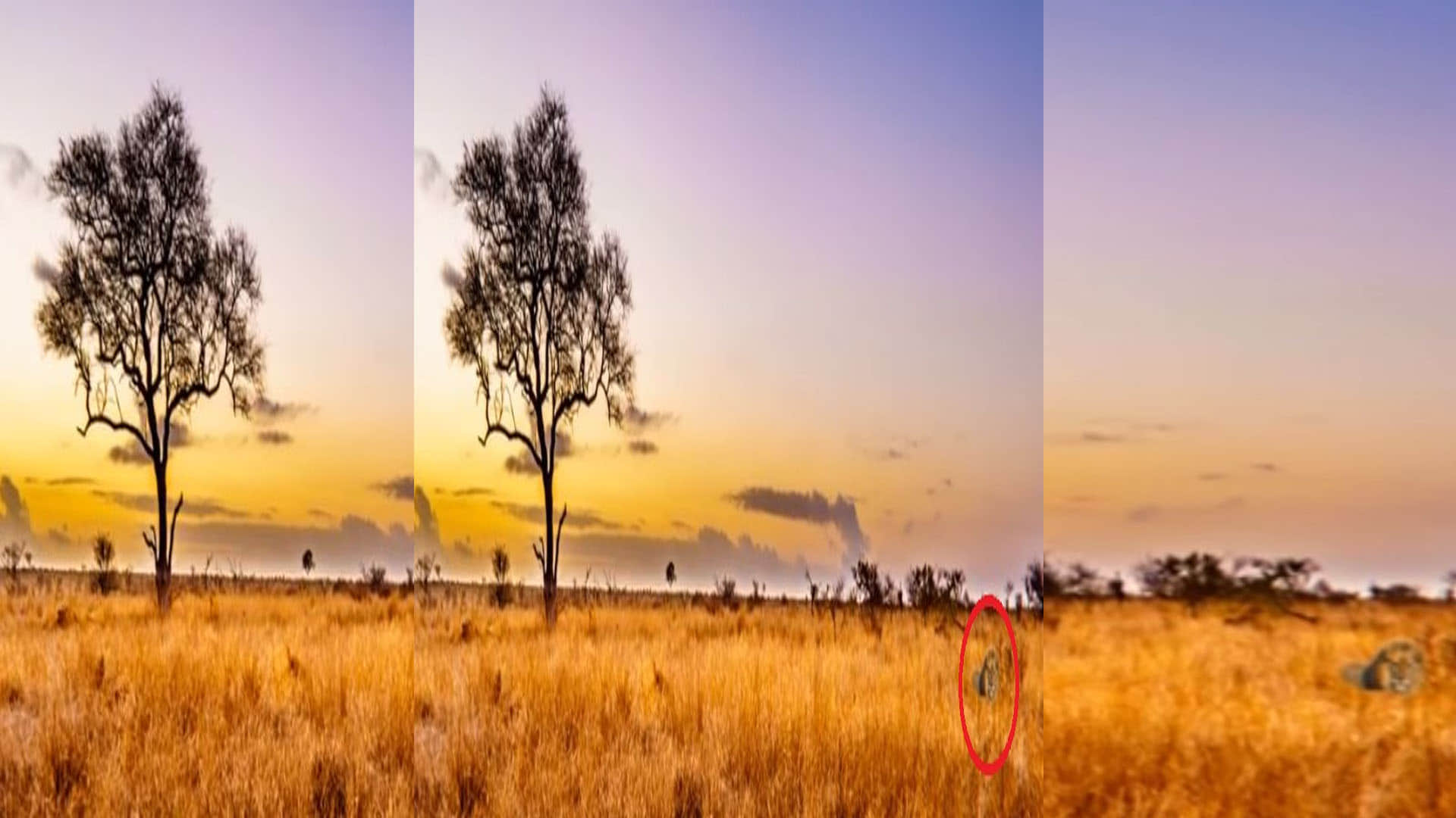 Viral Optical Illusion: Find Out Hidden Lion from the Picture Check Your Brain IQ Personality