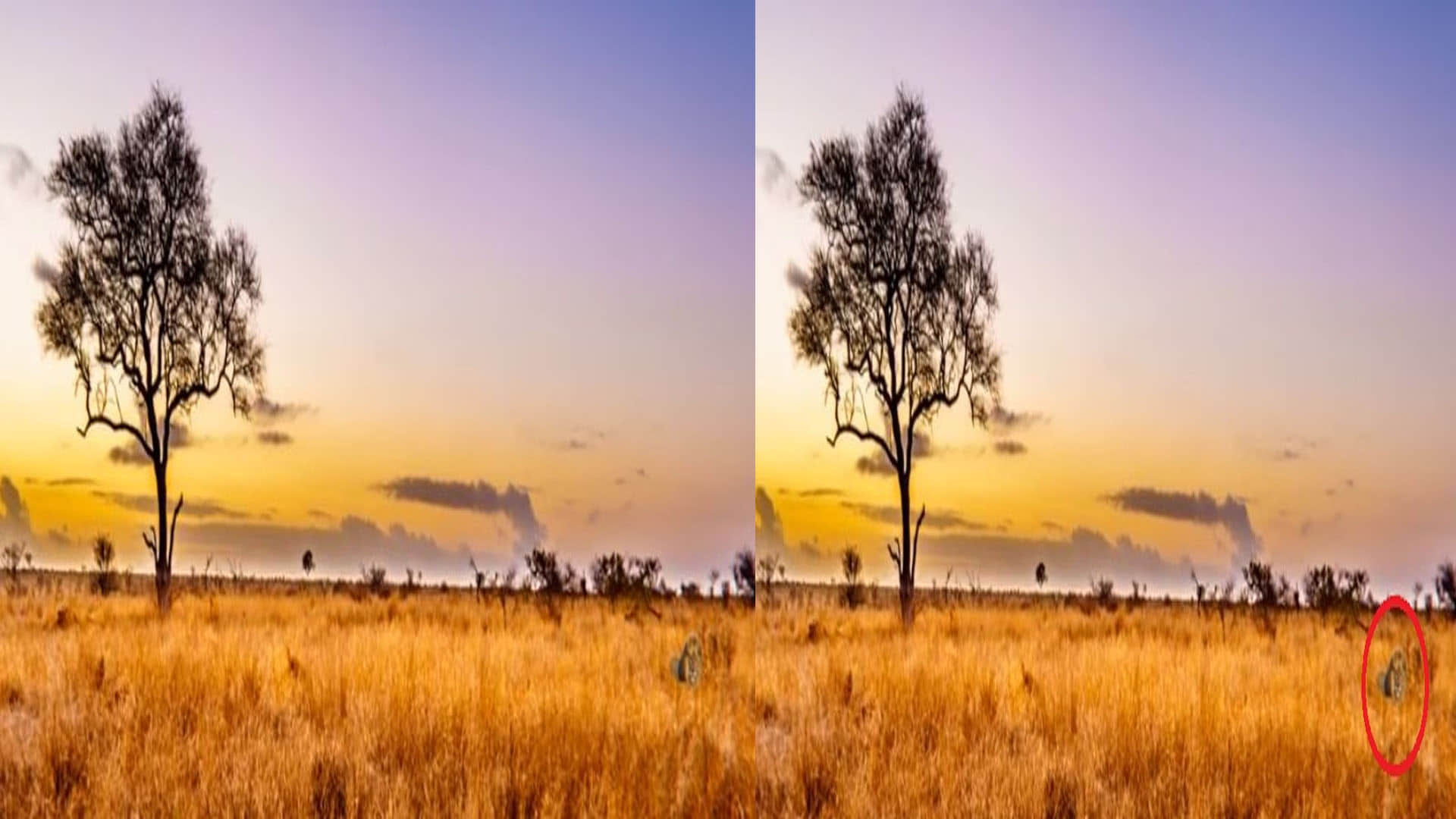 Viral Optical Illusion: Find Out Hidden Lion from the Picture Check Your Brain IQ Personality