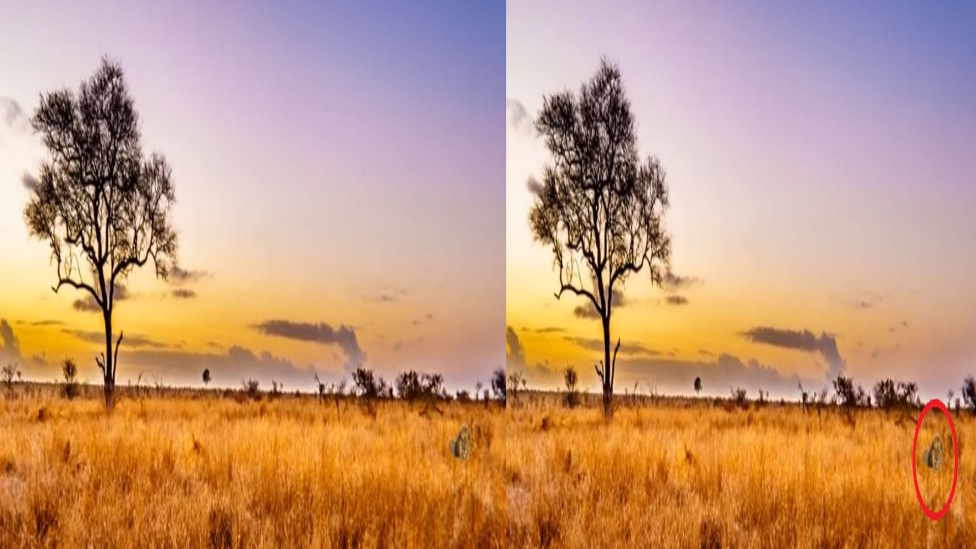 Viral Optical Illusion: Find Out Hidden Lion from the Picture Check Your Brain IQ Personality