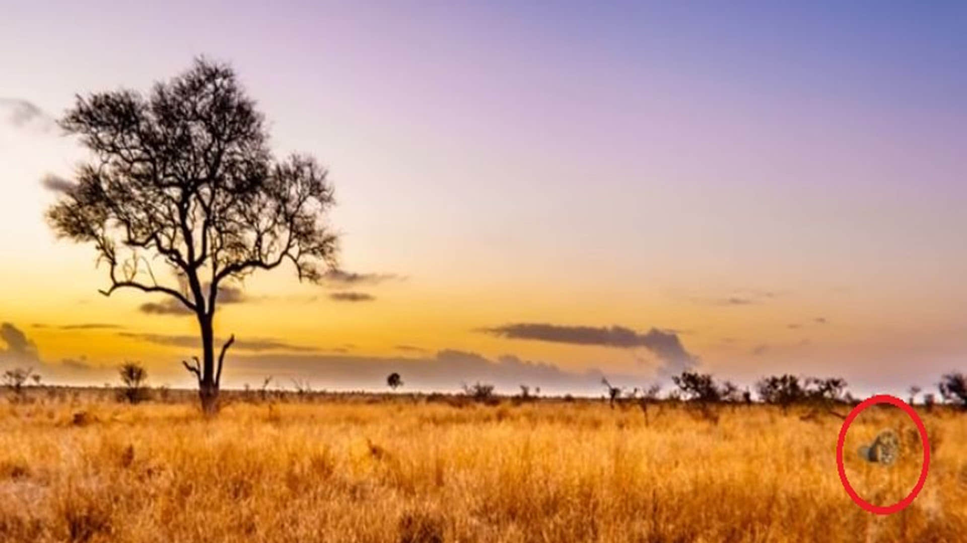 Viral Optical Illusion: Find Out Hidden Lion from the Picture Check Your Brain IQ Personality