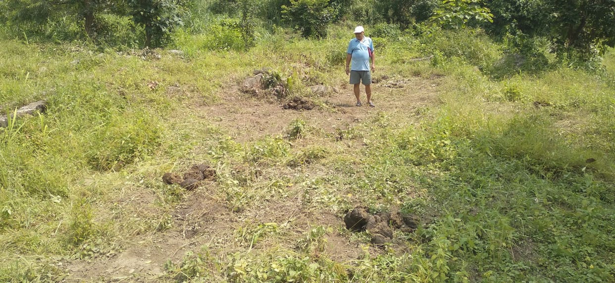 Herd of elephants destroyed horticulture and pasture leaves, broke pillars