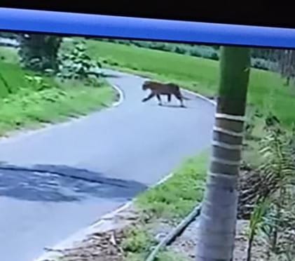 The tiger kept roaming near the house, narrowly avoided passersby