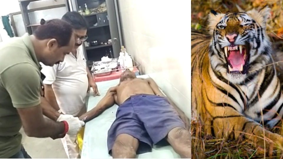 Bandhavgarh Tiger Reserve: Tiger attack on old shepherd, attacked 15 month old child four days ago