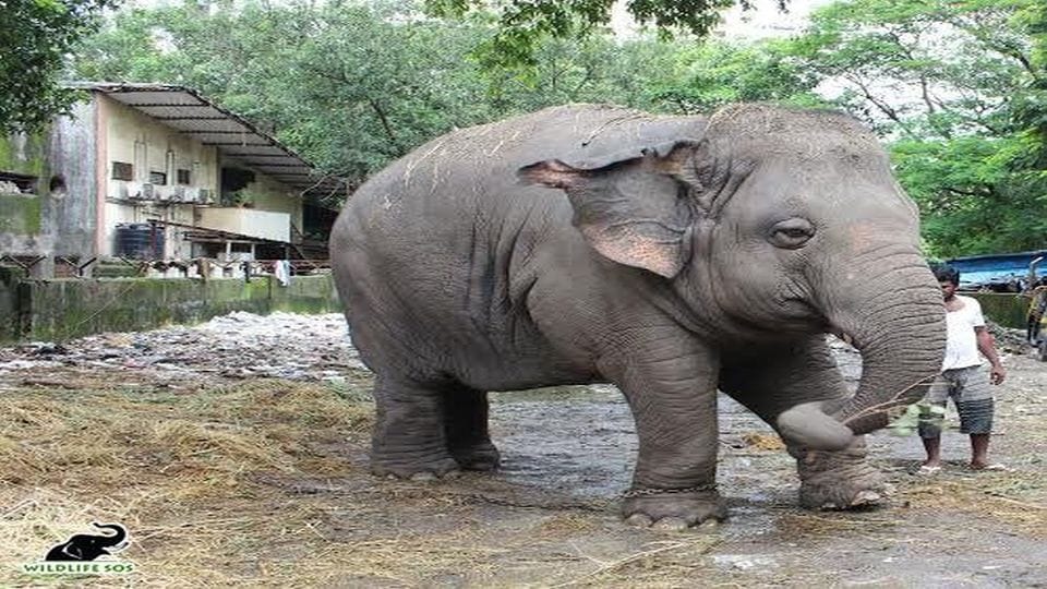 People from all over the world uniting to help elephants in 30 Mile Walk Challenge